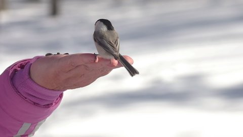 Wild bird Nuthatch in the winter forest feeds from human hands. Hungry birds. People feed the birds in the winter forest