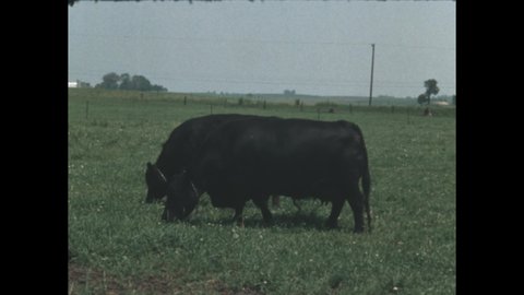 1960s: Cows grazing in the field. White clover among the grass. Girl on her knees looking at the bluebonnet.