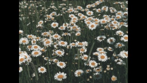 1960s: White clover flowers. Daisies in the field. White flowers in the breeze.