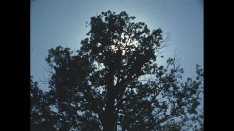 1960s:The sun behind a tree rustling in the wind.