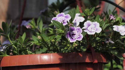 Flower petunia nursery. Beautiful purple petunia with slow motion.