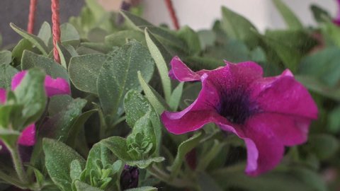 The flower petunia nursery sprays water on the flower. Purple petunia in a pot. Foggy background.