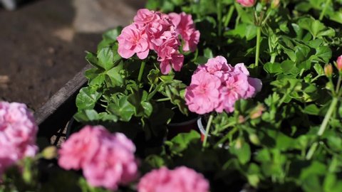 Flower petunia nursery. Beautiful pink petunia with slow motion.
