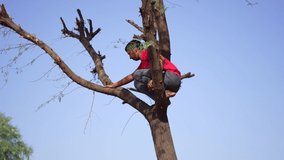 Young Indian Man Climbing On Acacia Tree 4K Stock Footage. Young Indian Man climb up a acacia tree.