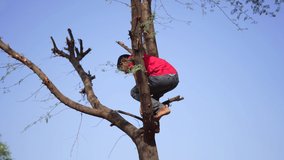 Man climbs to the top of a acacia tree in agriculture farm in Jaipur. Rural India landscape footage.