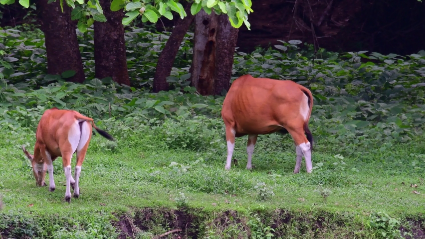 Two individuals feeding and a bull joins the party, Banteng, Bos Javanicus, Huai Kha Kaeng Wildlife Sanctuary, Thailand