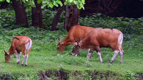 Two individuals feeding and a bull joins the party, Banteng, Bos Javanicus, Huai Kha Kaeng Wildlife Sanctuary, Thailand