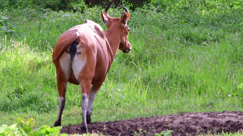 Seen walking away from its mud bath, Banteng, Bos Javanicus, Thailand