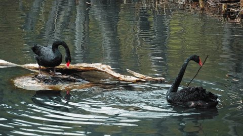 Pair of Black Swan Birds Building Nest using Wooden Sticks Twigs and Braches Found in Water