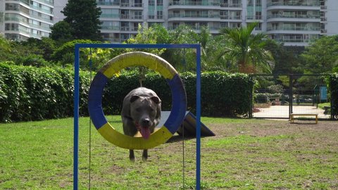 Pit bull dog jumping the obstacles while practicing agility and playing in the dog park. Dog place with toys like a ramp and tire for him to exercise.