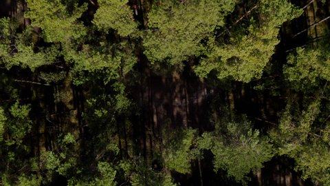 Top down aerial drone view of spring common pine forest, spring woodland aerial shot. Drone fly over green coniferous Pinus sylvestris trees. Flight over woods, natural background in motion. 4k UHD.