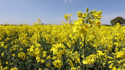 Yellow blooming canola field. Rapeseed in agricultural field.