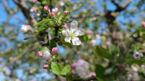 Blooming apple tree close-up. Pinkish blossom of an apple tree. Spring flowering apple tree