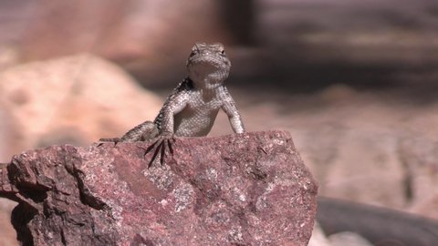 Desert Spiny Lizard on Rock in Sonoran Desert