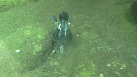 Harlequin Duck Diving Underwater Feeding Foraging and Swimming