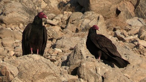 Turkey Vulture Bird Pair of Vultures Perched on Rocks in Desert