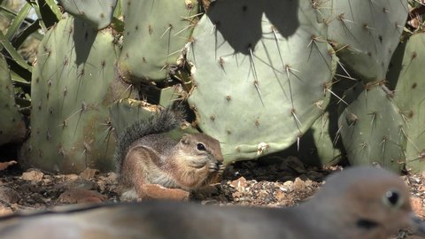 Antelope Ground Squirrel Mourning Dove and Prickly Pear Cactus