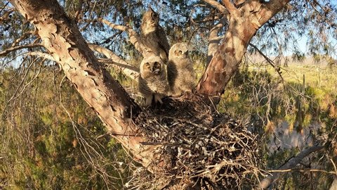Great-horned Owl Family Adult and Chicks or Owlets by Nest