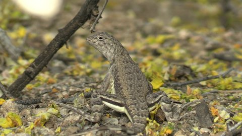 Lizard on Rock in Sonoran Desert in Southern Arizona