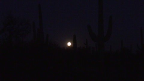 Full Moon at Night in Sonoran Desert and Saguaro Cactus