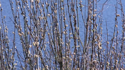 Flowering willow or willow. Blossoming buds against the background of blue water. Background, spring texture