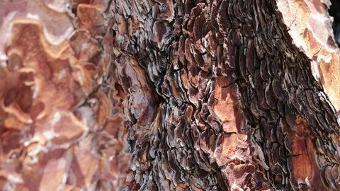 Aging red and brown plated scaly furrowed ridge bark of Pinus Ponderosa, Pinaceae, native perennial monoecious evergreen tree in the San Jacinto Mountains, Peninsular Ranges, Summer.
