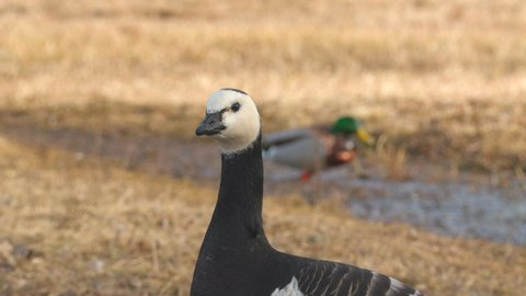 bird barnacle goose in field close view head neck front view ambient sound