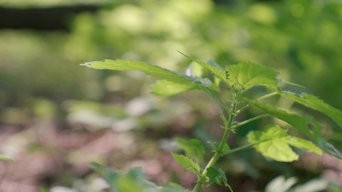 Rack focus of a young nettle with bright green stems and leaves, growing in the forest in the thickets with branches on the ground, slow motion close-up with blurry background. A sunny summer day.
