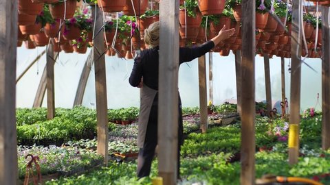 Petunia flowers in the garden greenhouse. Woman gardener work in a greenhouse. Flower house full of green seedlings. Slow motion