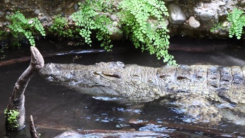Mysterious crocodile moving backwards in water during sunny day in zoo,close up