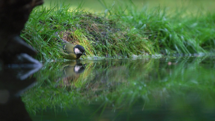 Great Tit Bird Cleans Itself in a River then Flies Away In Slow Motion | Shutterstock HD Video #1090242819