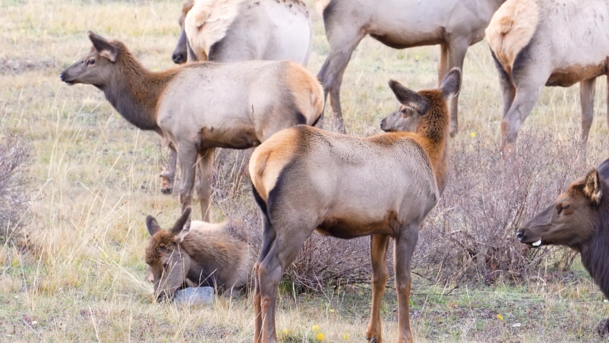 Herd Of Female Wild Elk Grazing on Grass, Resting in the Bushes And Lying In The Field At Daytime In Rocky Mountain National Park, Colorado. - close up