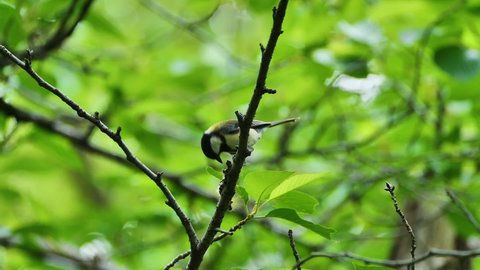 Japanese tit or Oriental tit parent beating the caterpillar before feeding 