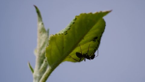 Ant stimulating aphids on the branch of a fruit tree, symbiosis.