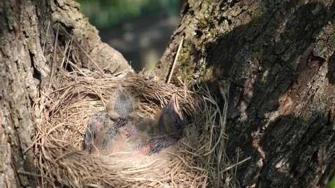 Newborn blackbird chicks sitting in the nest open their beaks wide in search of food. Natural selection and life of blackbirds in the wild. Slow motion.