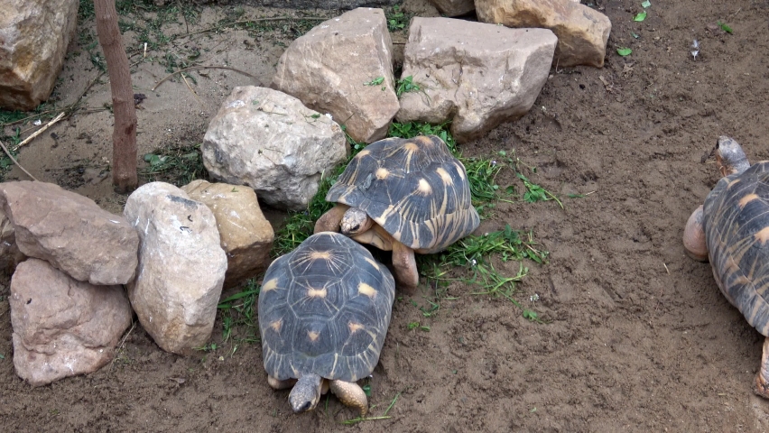Madagascar tortoise (Pyxis arachnoides). Tortoises are resting