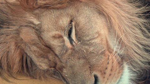 Barbary lion (Panthera leo leo). Sleeping lion