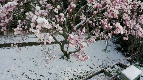 climate change snowfall in spring drone shot aerial view of a purple blooming liliiflora magnolia tree in a garden covered with fresh white snow camera flying upwards wide shot of purple flowers