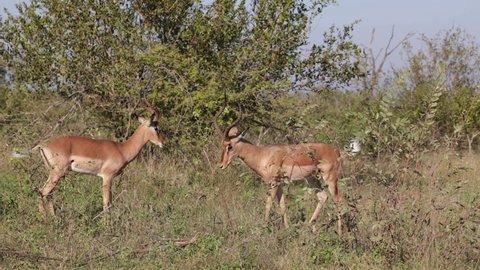 Impala rams sizing each other up