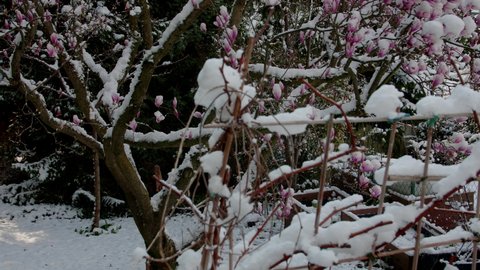 climate change snowfall in spring, close up of a purple blooming liliiflora magnolia tree in a garden covered with fresh white snow, camera panning upwards with wind and snowfall and purple flowers