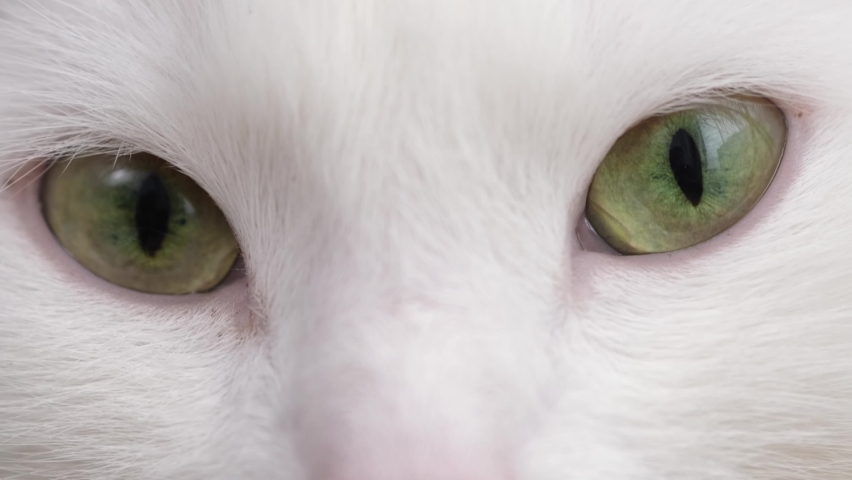 Closeup of green Cat Eyes white domestic cat.