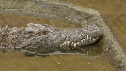 Crocodile in a river. Nile crocodile