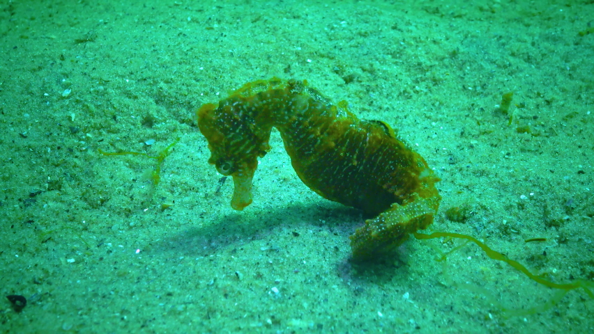 Short-snouted seahorse (Hippocampus hippocampus) swims among algae. Black Sea Royalty-Free Stock Footage #1090246923