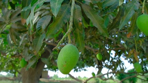 Fresh mangos, man checking mango production, fresh mango production, new mangos production in summer, man checking mangoes, mango in hand, summer, nature, food and drink, food, drink, green mango