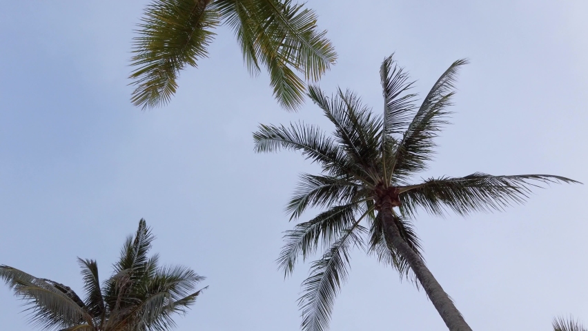 Slow-motion view of coconut palm trees against sky near beach on the tropical island with sunlight through. Coconut palm trees bottom view. Green palm tree with blue sky background | Shutterstock HD Video #1090247225