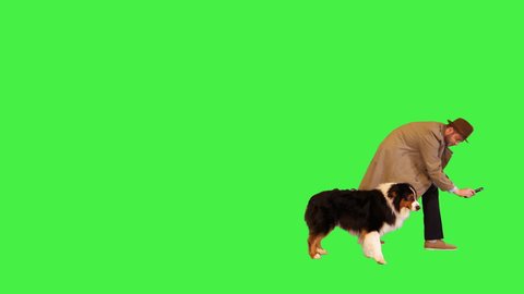 Detective and australian shepherd searching for clues on a Green Screen, Chroma Key.