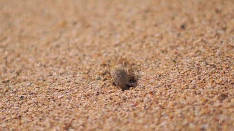 Slow motion shot of a shy crab coming out of a crab hole on the beach at Kakolem beach in Goa, India. Shy Crab quickly goes inside the sand hole after seeing the camera. Marine life on the beach.