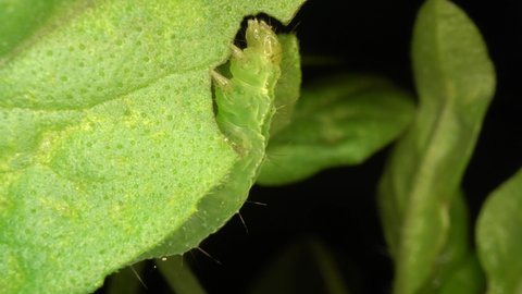 Caterpillar eating leaf. Bug eating herbs in home garden. Moth caterpillar - pest of green plants. 4K macro footage.
