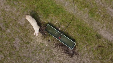 Pig at pig farm drinking from outside trough. Pigs back seen from above. Drone aerial view