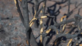 Burnt out turkish forest. 4k stock video footage of black from ash soil and burnt trees in forest after wildfire. Dangerous wild fire concept. Landscape of Marmaris, Turkey 